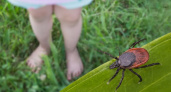  Клещи атакуют: в Калининградской области растет число заболевших энцефалитом и болезнью Лайма после укусов паразитов