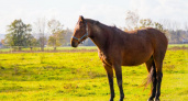 Ухаживай за лошадью, не ешь мясо: что можно и нельзя делать 7 августа — народные приметы на день Успения доброй Анны