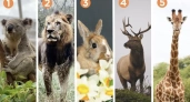 Выберите животное и узнайте, что выводит вас из себя: тест с поразительной точностью