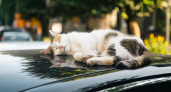 Эти простые правила перед каждой поездкой на машине могут спасти бездомного кота