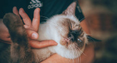 Кошка на руках: любовь или паника — почему питомец терпит объятия и как завоевать его доверие
