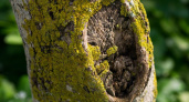 Обнаружили дупло — сразу закрываем его надежным средством — и старое дерево снова будет приносить богатый урожай