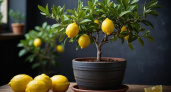 "Солнце в горшке" стало новым элементом интерьера: как заставить лимон цвести – секреты выращивания тропиков дома