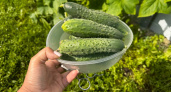 Соберёте первые огурчики раньше соседей: гибрид, который начинает плодоносить уже на 38-й день - огородники в восторге