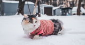 Холодно ли кошкам зимой на улице: как они переносят холод? Важно знать всем владельцам пушистиков