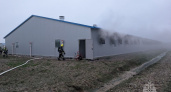 Калининградские пожарные спасли тысячи поросят: пожар на свинокомплексе в Гурьевске удалось остановить в последний момент