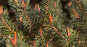 Клещи на праздник: живые новогодние елки принесли неприятный новогодний сюрприз - кровососы активизировались