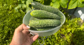 20 кг с куста и плоды до осени: 5 сортов огурцов, которые не подводят даже в плохое лето - дачники закупаются семенами уже зимой