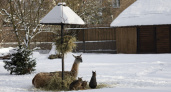 В зоопарке Калининграда рассказали как животных подготовили к аномальным холодам
