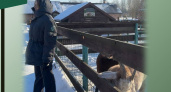 Калининградский Россельхознадзор нашел нарушения в зоопарке "Подворья на Хутрорской" в Гурьевском районе