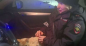 В Калининграде гаишники задержали пушистого нарушителя — кота Бусика