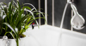 Влажность им только в радость: 5 растений, которые приживутся даже в ванной