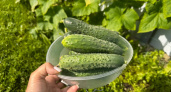 Всего 35 дней до урожая: сорт огурцов, который дачники называют настоящим кладом