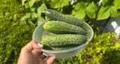 «Царский» гибрид для огорода: созревает за 45–49 дней и дает до 20 кг огурцов с м² - дачники за него дерутся