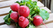 Когда сеять редис и как избежать стрелкования: точные сроки, температура, полив и схема посевов для стабильного урожая с апреля по октябрь