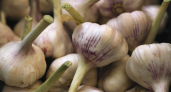 Сделаете это в апреле — и чеснок вырастет размером с яблоко: 2 простых действия до подкормок от опытных агрономов