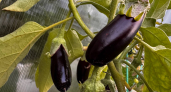 Осталось всего 2 удачных дня в мае по лунному календарю: опытные огородники советуют срочно высаживать баклажаны вот когда