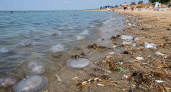 «В воде медуз больше, чем воды»: туристы рассказали, почему отдых на Азовском море оказался главным разочарованием лета