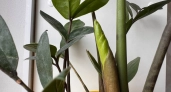 Банановую кожуру больше не закапываю: летом замиокулькас просыпается от другой подкормки и выпускает стрелку за стрелкой