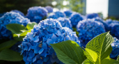 Раньше гортензии были мелкими, пока не узнала про июньскую обрезку: теперь куст выглядит как с картинки
