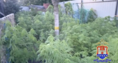 На даче в Калининграде нашли 125 кустов конопли и более 60 кг растительного сырья
