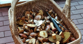 Можно ли замораживать грибы сырыми или нужно сначала отварить? Запомните это раз и на всю жизнь