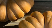 Танцы, рок и Тыквенный Спас: 7 бесплатных событий выходных в Калининградской области