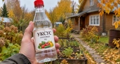 Уксус осенью везу на дачу литрами: 5 мест, где он выручает до самого мая