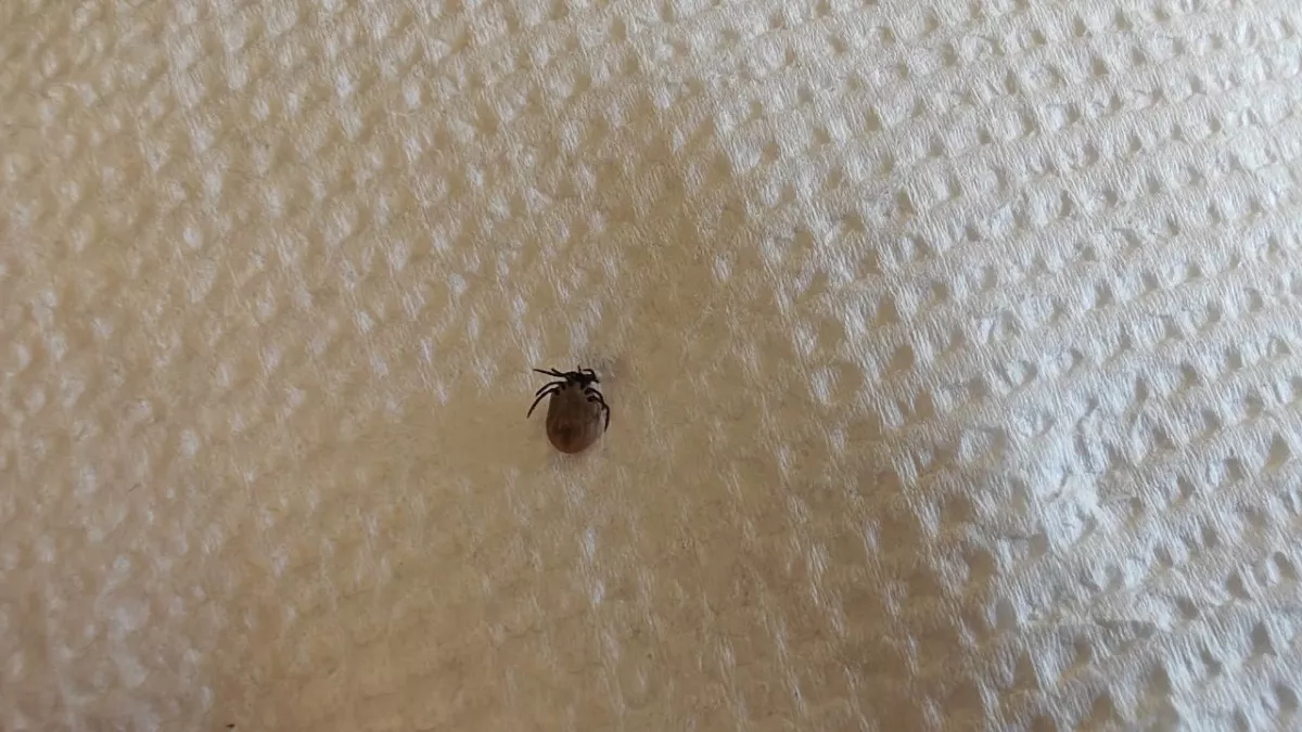 В Калининградской области проснулись клещи — переносчики опасных лихорадок