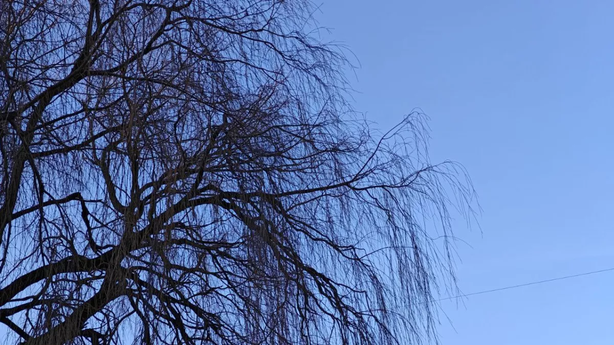 Калининградская область разделится на два мира: в Калининграде +13°С, в Зеленоградске -2°С ночью