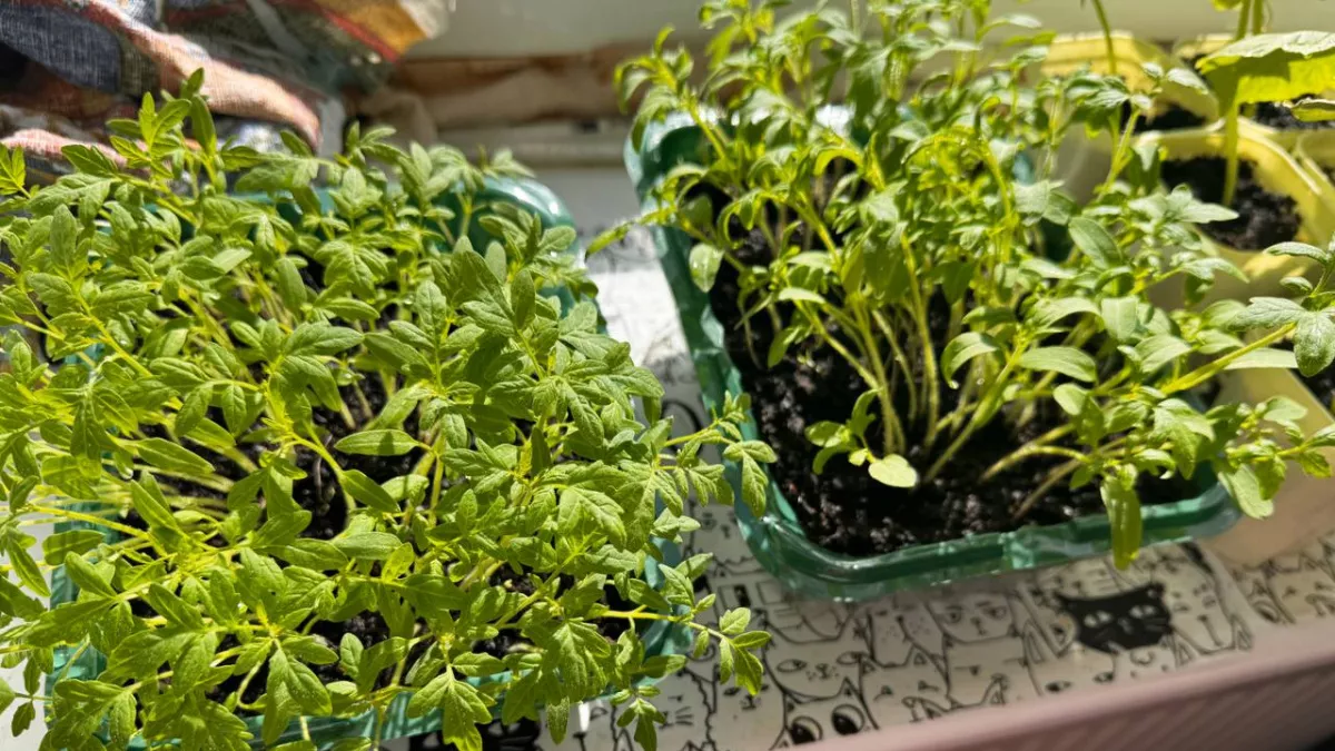 Беру золу с бананом и удобряю этой "чудо-смесью" рассаду в марте: важны пропорции - не сеянцы, а мощные баобабы