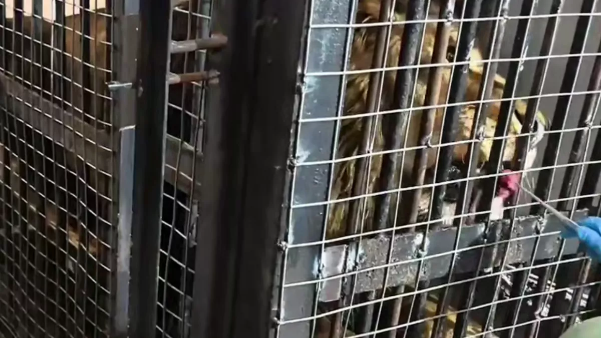 Жертва фотосессий: в зоопарке рассказали о психологической реабилитации льва Тиграна — видео с места событий