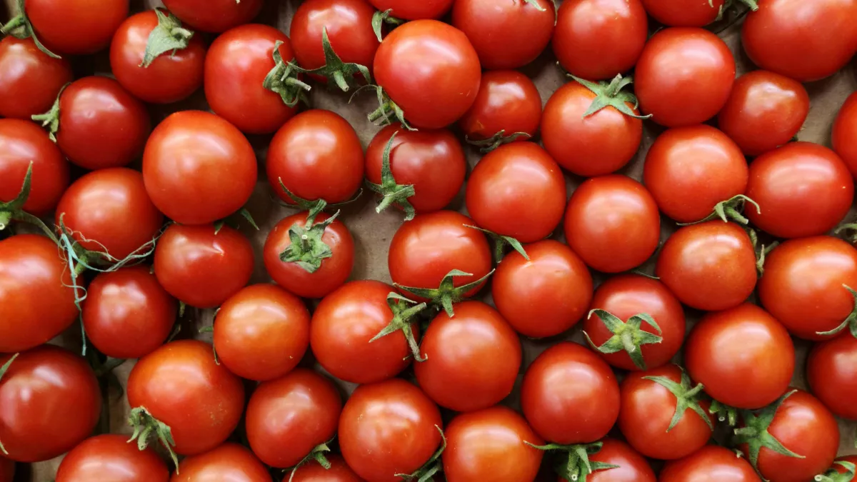 Помидорный гороскоп 2026: один неправильный день посева - и урожая не будет