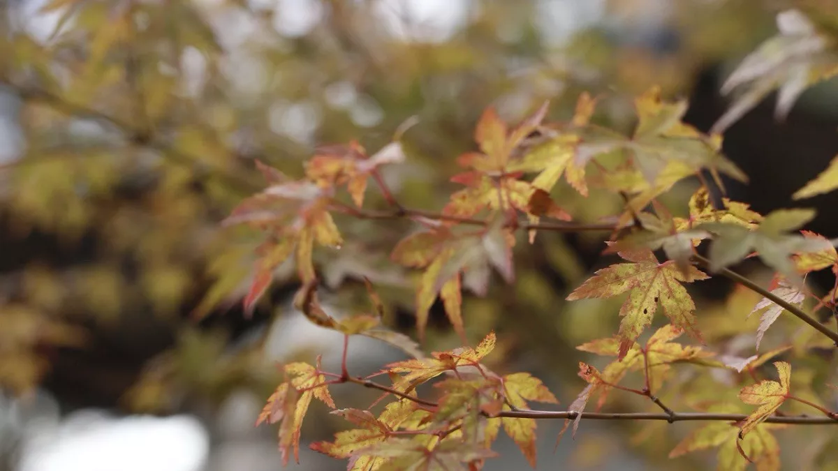 Внимание аллергики, в Калининграде  пыльца ольхи уже активна: чего еще стоит опасаться