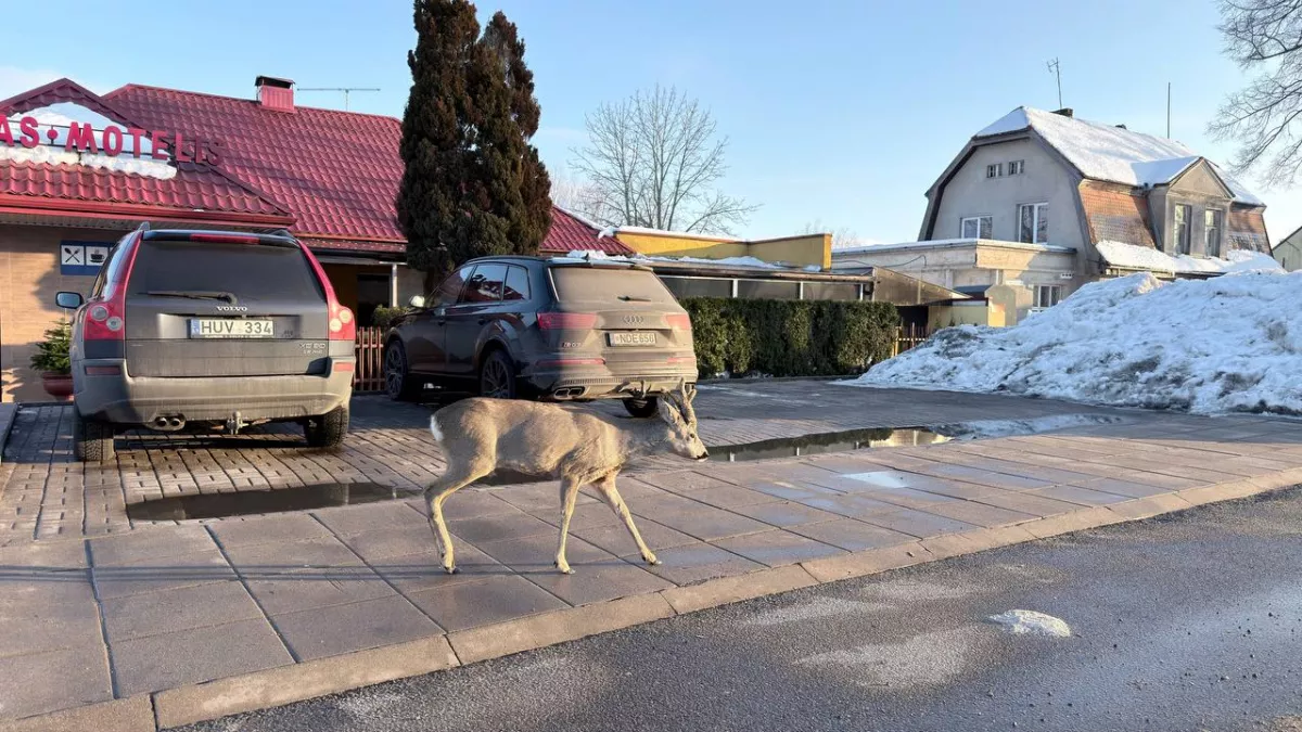 Убил четырех косуль: в охотничьих угодьях в Калининградской области поймали браконьера, ему грозит уголовка
