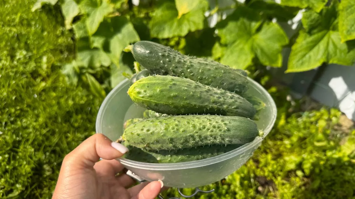 «Царский» гибрид для огорода: созревает за 45–49 дней и дает до 20 кг огурцов с м² - дачники за него дерутся