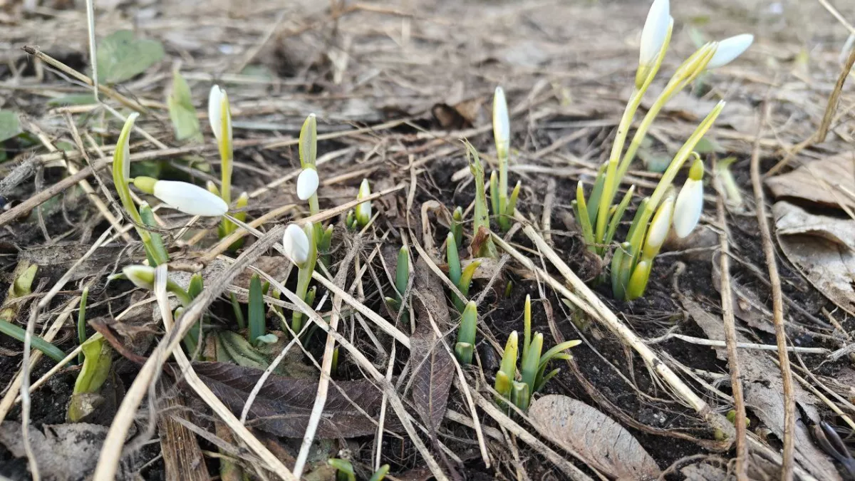 Ночь с туманом и скользкими дорогами, а днем почти лето: погода готовит сюрприз для  жителей Калининграда в воскресенье