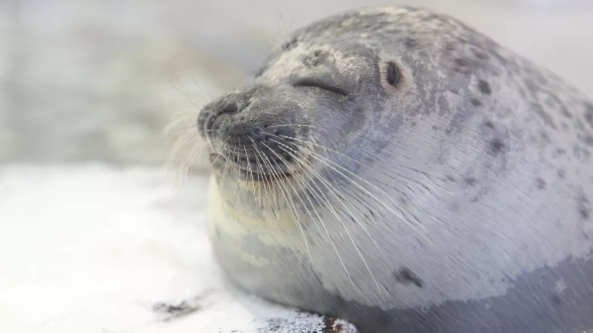 Смертельный кадр: почему селфи с тюленем и курение рядом с нерпой на балтийском побережье может обернуться уголовным делом