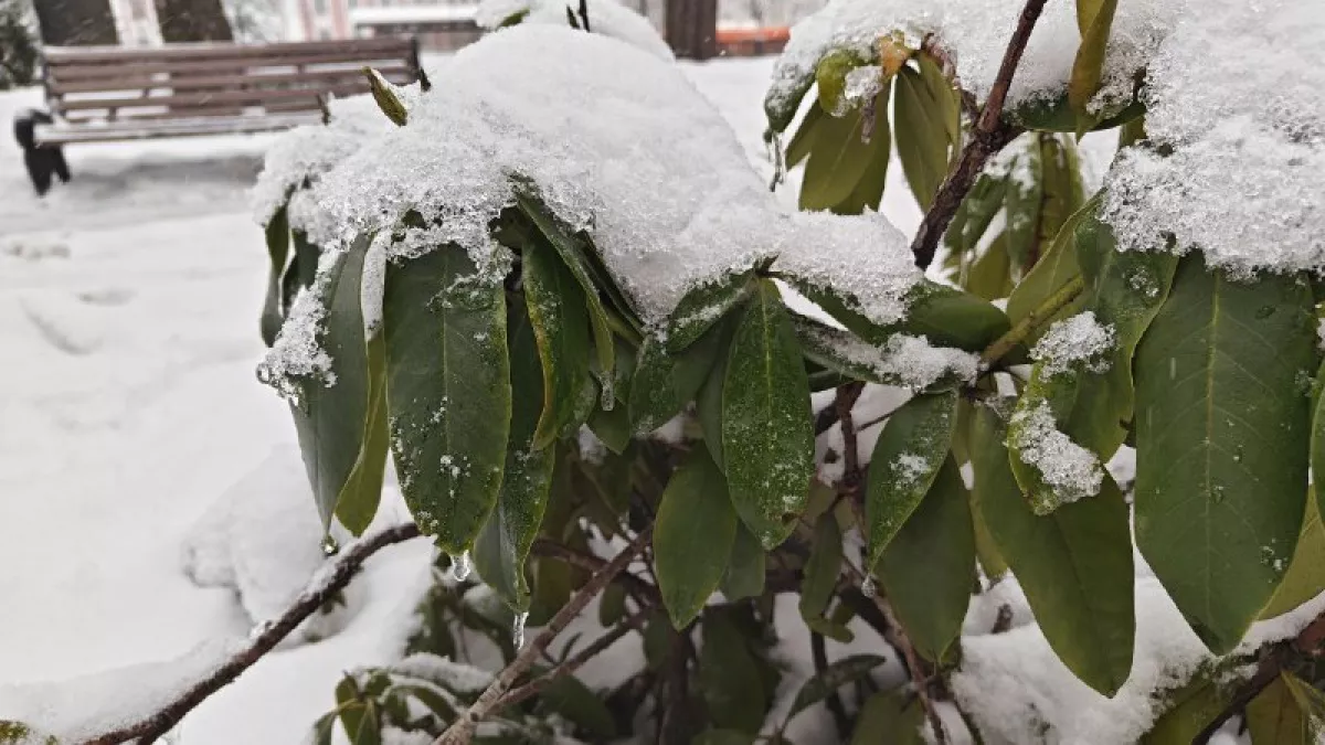 61 год назад в Калининграде было -21: как город пережил суровое 8 марта  