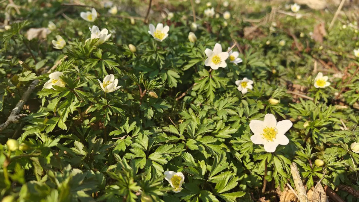 Калининградская область окажется в «погодных шестерёнках»: синоптики раскрыли неожиданный прогноз