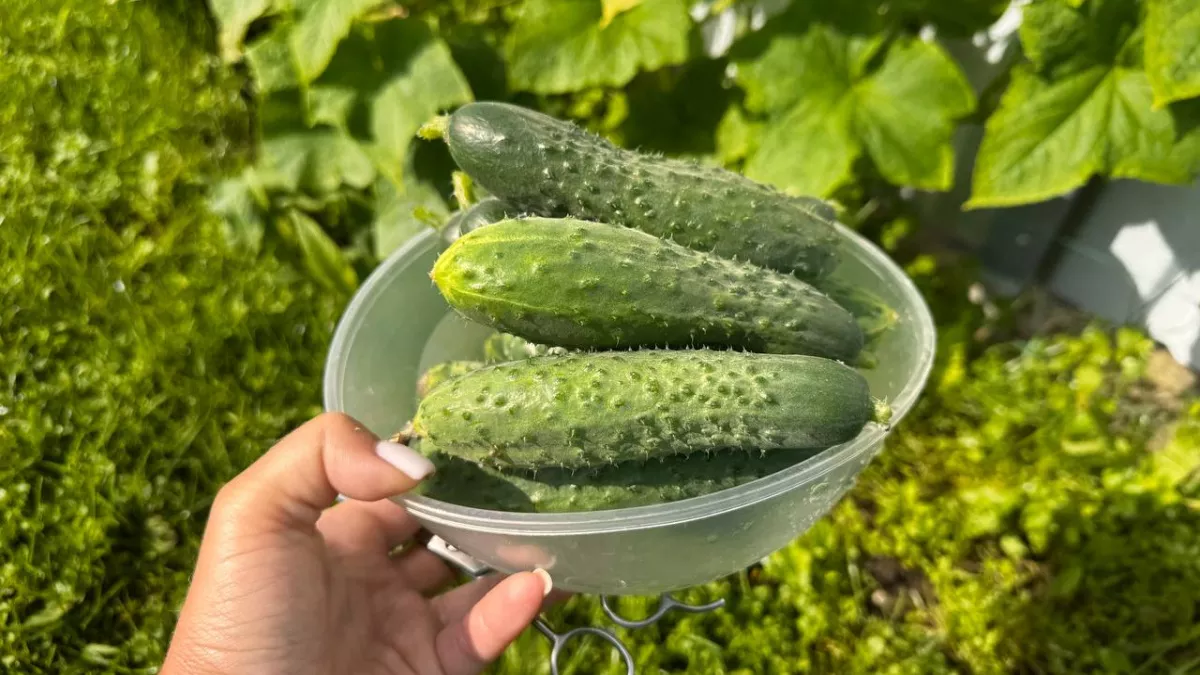 «Никогда не подводят»: мои 7 любимых огурцов для теплицы, которые сажаю каждый год - хрустят и не горчат