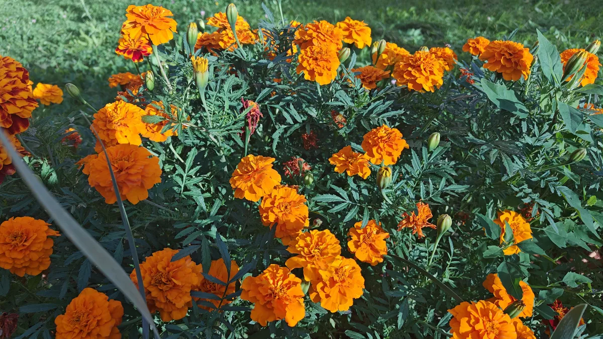 Посадите в эти дни — и клумба взорвётся цветами: когда сеять бархатцы на рассаду в 2026 году