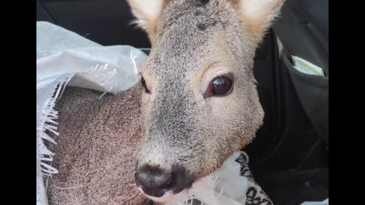 В Светлом местные жители спасли косулю, провалившуюся под лёд: малышку назвали Мартой