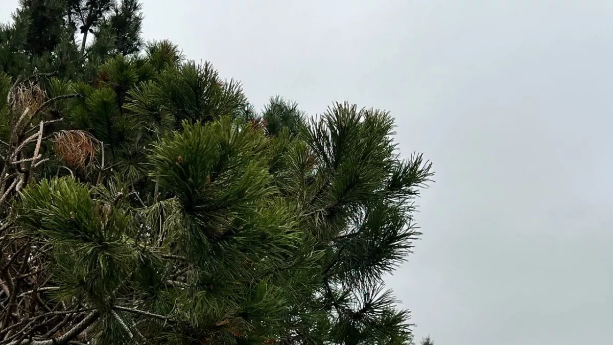 У Калининградской области снова заметили американский самолёт-разведчик