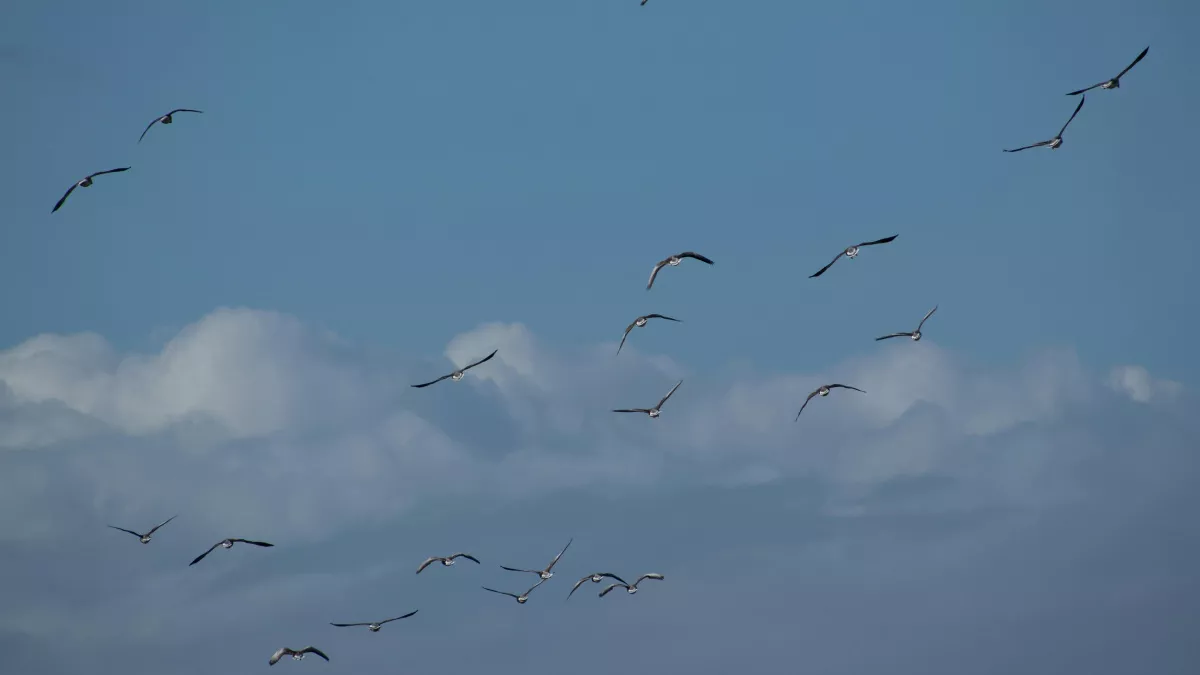 Не давай деньги в долг, не трогай вербу: народные приметы и запреты на 11 марта