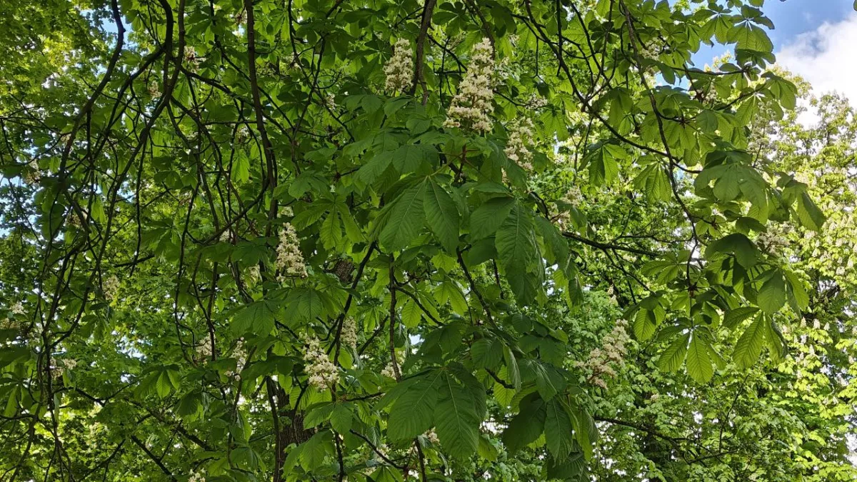 Калининградская область, у погоды поехала крыша: 12 марта — дожди, 13 марта — пекло до +18°С