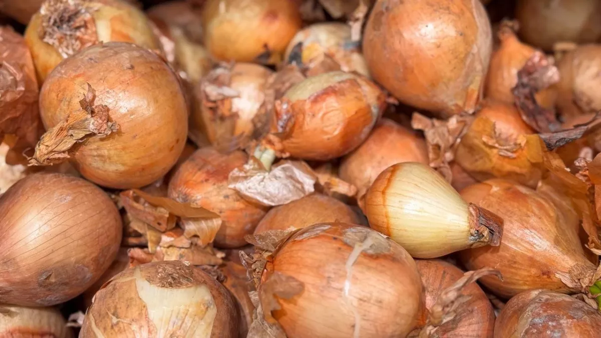 Не мусор, а клад для грядок: почему луковую шелуху опытные дачники никогда не выбрасывают