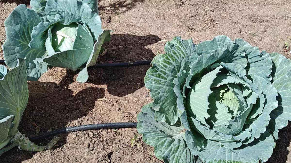 Посеете в эти дни - потеряете рассаду и урожай: когда надо сажать капусту по Луне в каждом регионе