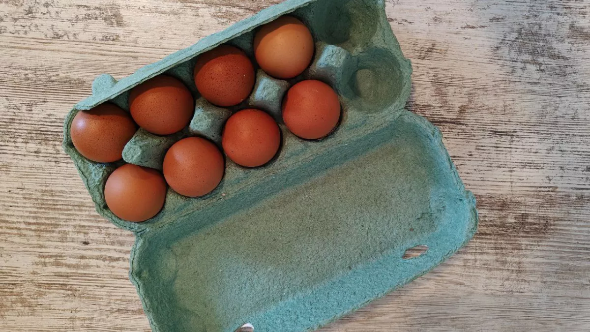 Пустые лотки от яиц больше не выбрасываю: 6 полезных способов использовать их дома и на даче - не нарадуюсь своей хитрости