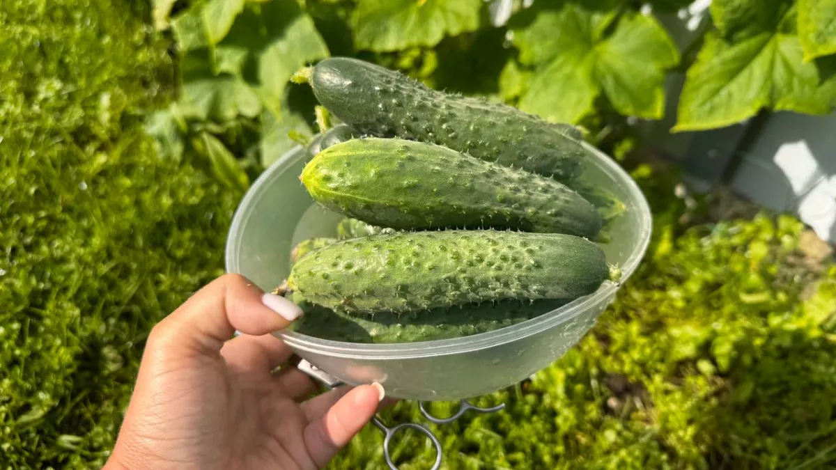 Сосед сажает огурцы и собирает вдвое больше: всё дело в том, что кладут в лунку перед посадкой